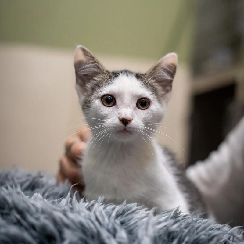 A baby small-sized female White Domestic Medium Hair cat named Mel B for adoption in Gainesville, GA