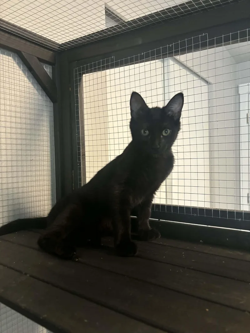 A baby medium-sized female Black Domestic Short Hair cat named Cardi B for adoption in Rochester, WA