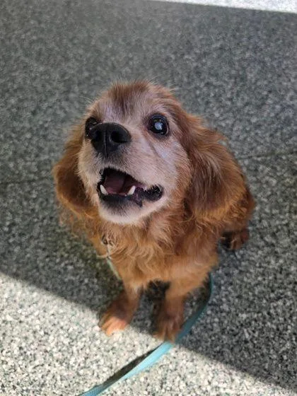 A senior small-sized male Red / Chestnut / Orange Cocker Spaniel dog named Henry for adoption in Williamsport, PA
