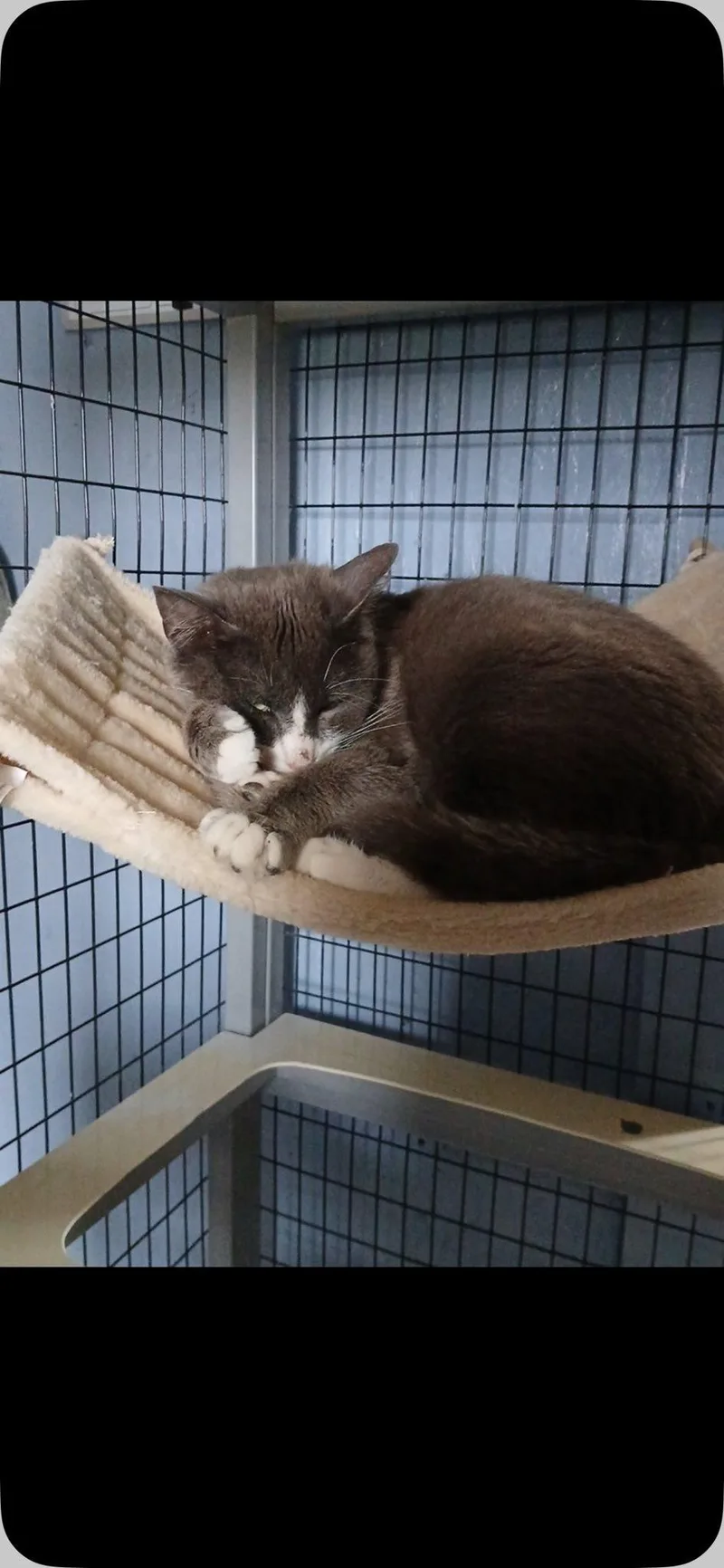 A baby medium-sized male Gray & White Domestic Short Hair cat named Bobbi for adoption in Omaha, NE