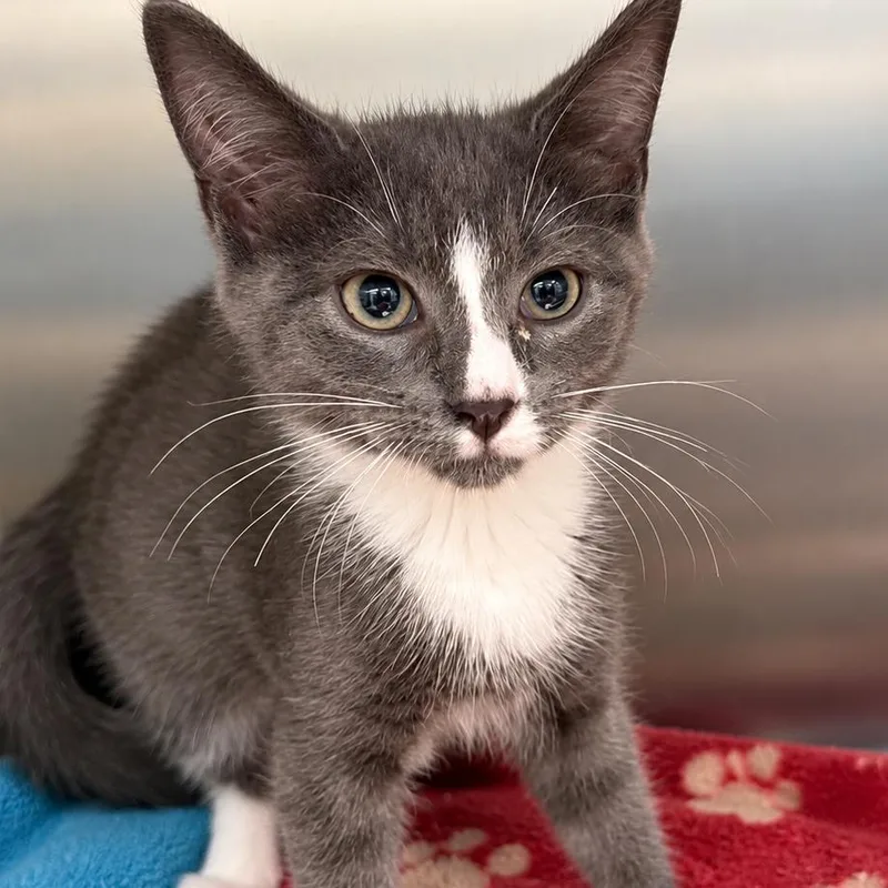 A baby small-sized female Gray / Blue / Silver Domestic Short Hair cat named Penelope for adoption in Gloucester, VA