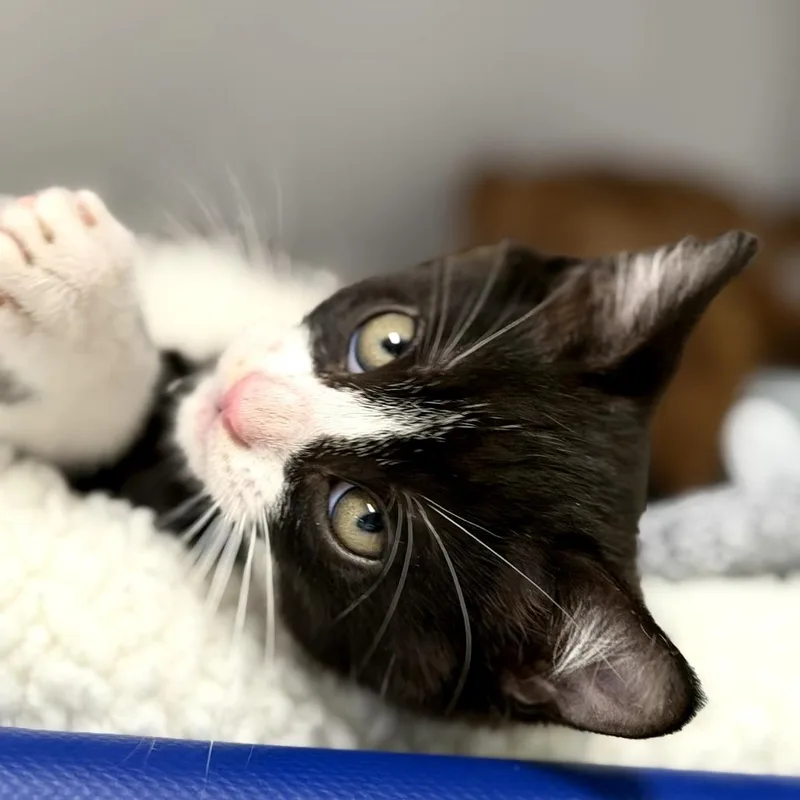 Skittles thumbnail 2