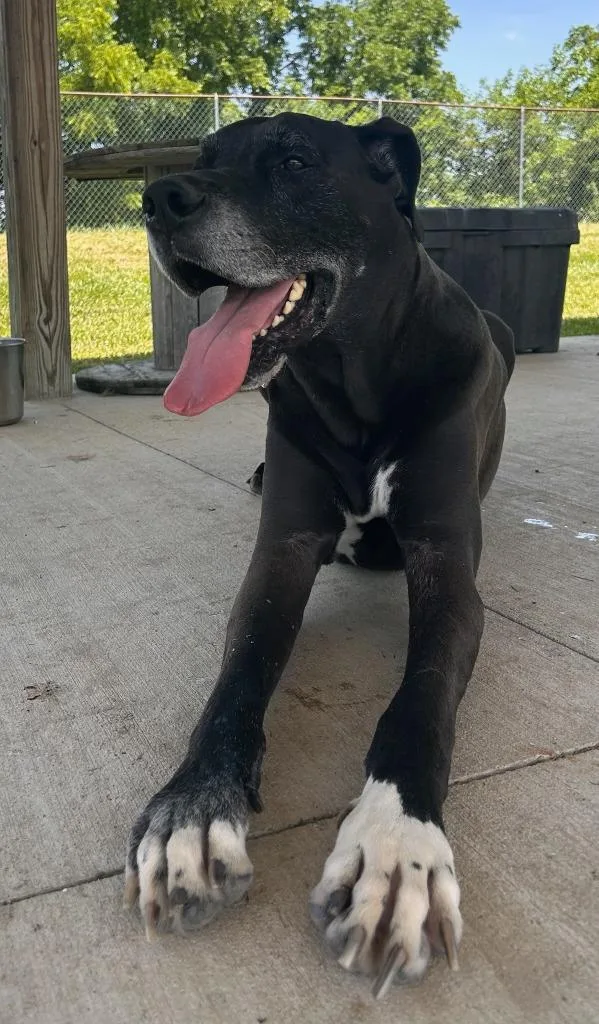 An adult large-sized male Great Dane dog named Maxwell for adoption in Lagrange, IN