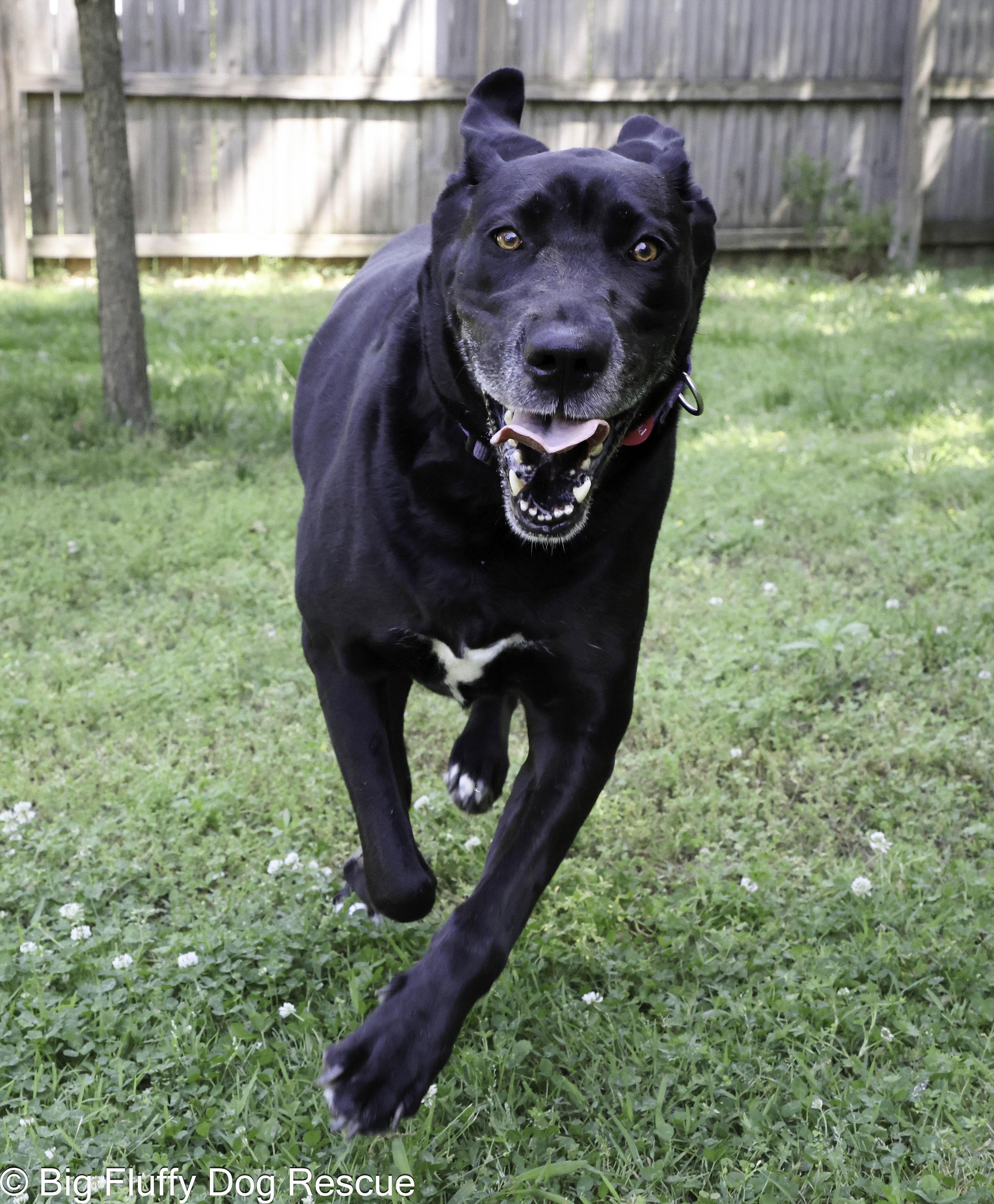 An adult large-sized female Black Great Dane dog named Penny for adoption in Nashville, TN