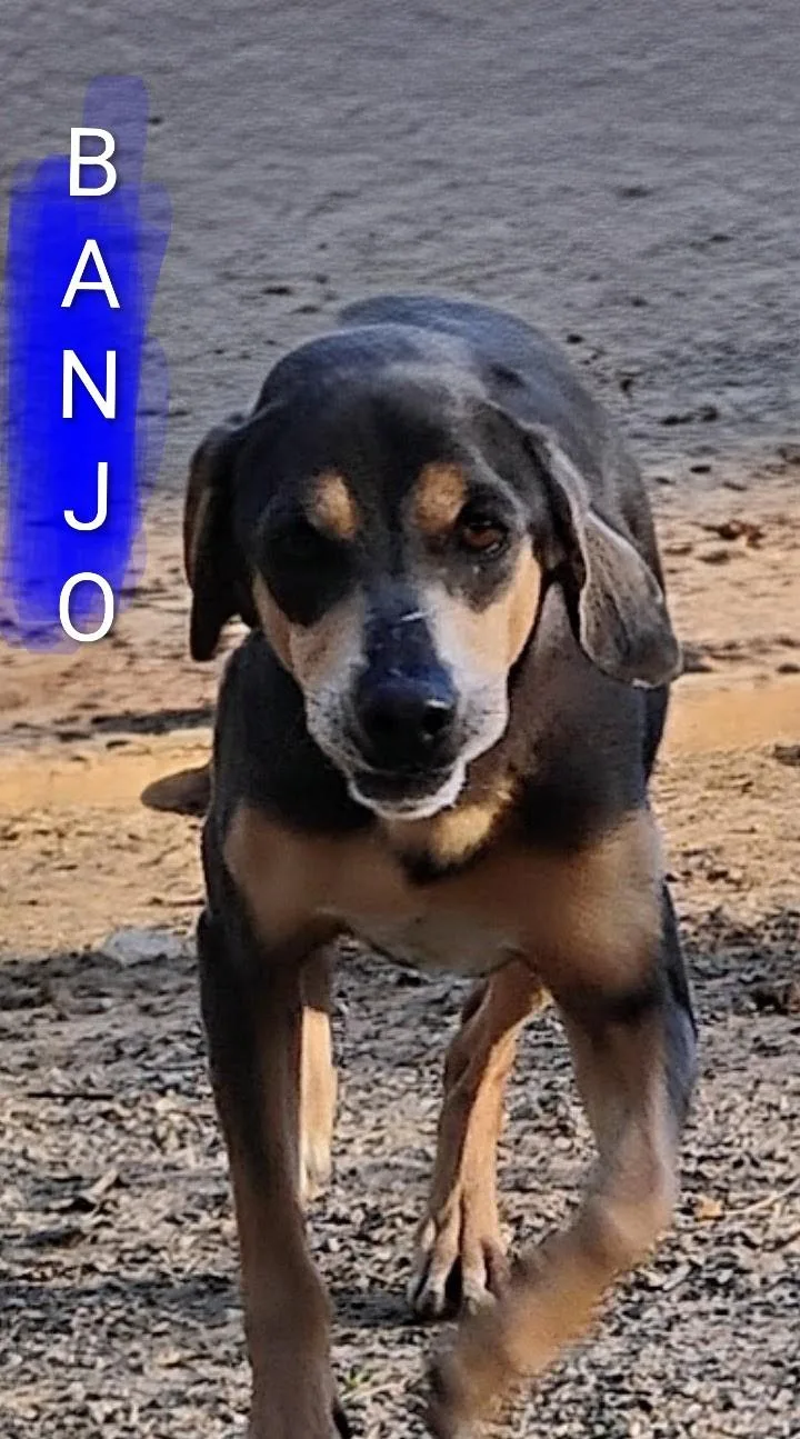 A young medium-sized male Brown / Chocolate Coonhound dog named Banjo for adoption in Saint Jo, TX
