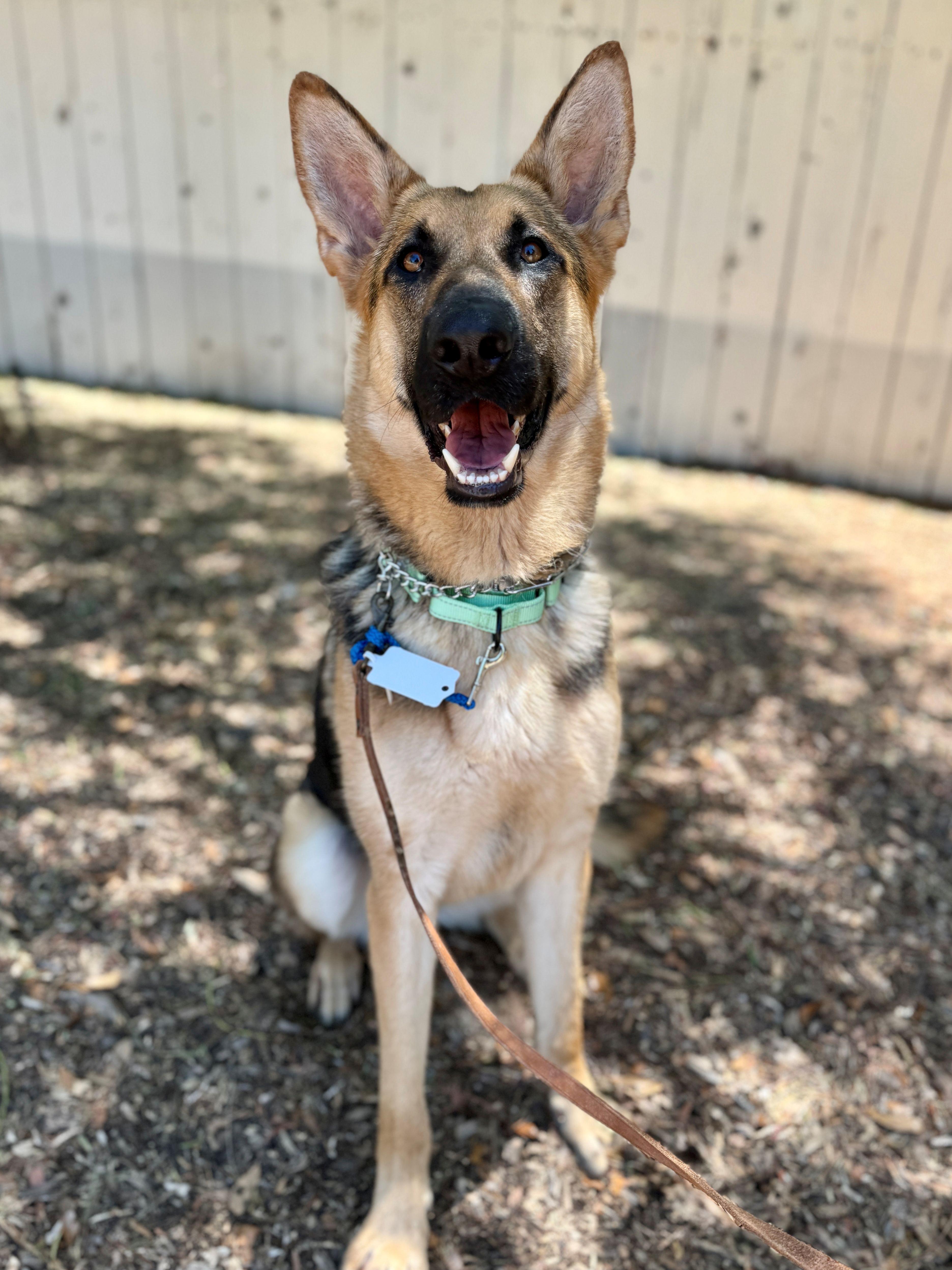 An adult large-sized male Black German Shepherd Dog dog named Ross for adoption in San Diego, CA