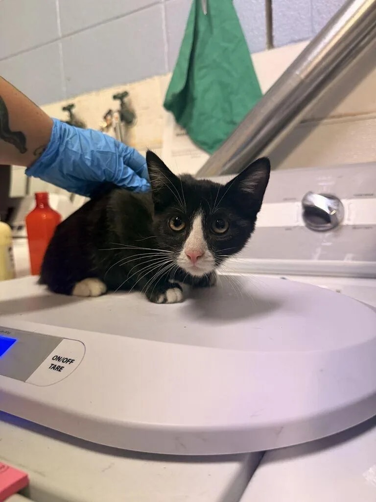 A baby medium-sized female Black Domestic Short Hair cat named Black Olives for adoption in Fruit Heights, UT