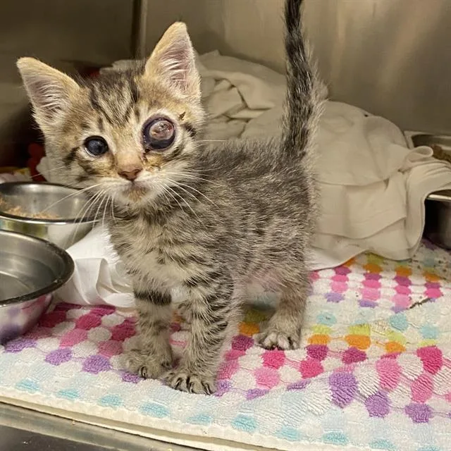 A baby small-sized male Domestic Short Hair cat named A for adoption in Modesto, CA