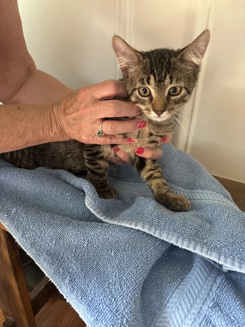 A baby medium-sized male Tabby cat named Brambles for adoption in Yardley, PA