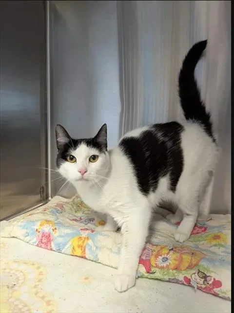A young large-sized female Domestic Short Hair cat named Miller for adoption in Brunswick, GA