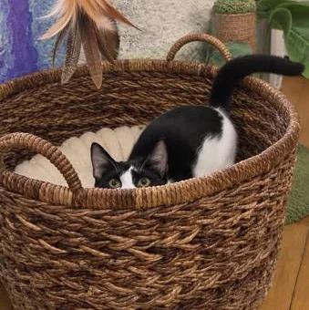 A baby small-sized female Domestic Short Hair cat named Comet for adoption in Miami, FL