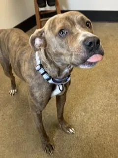 A young medium-sized female Brown / Chocolate Pit Bull Terrier dog named Melba for adoption in Cleveland, OH