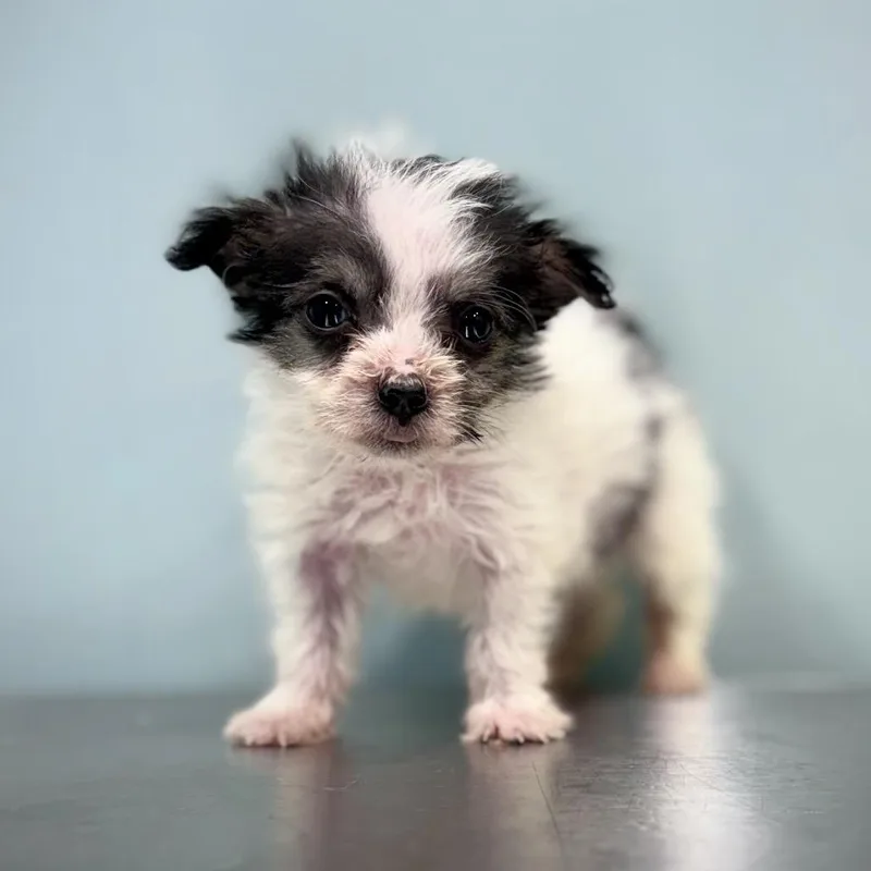 A baby small-sized male White / Cream Terrier dog named Emerald for adoption in Portland, OR