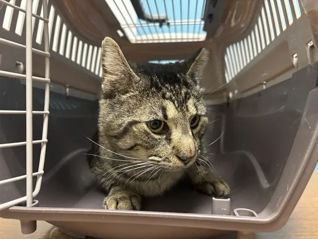 An adult large-sized male Domestic Short Hair cat named Cookie for adoption in Garland, TX