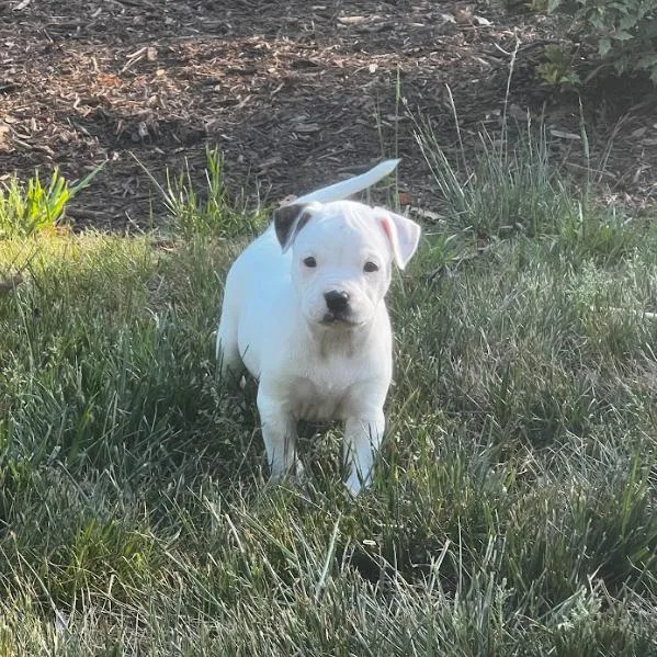 A baby medium-sized female White / Cream Mixed Breed dog named Kiwi for adoption in Mebane, NC