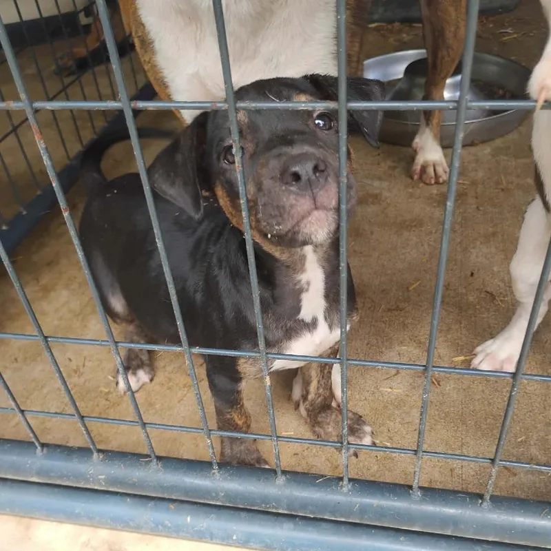 A baby small-sized male Black Pit Bull Terrier dog named Beatle for adoption in Dover, AR