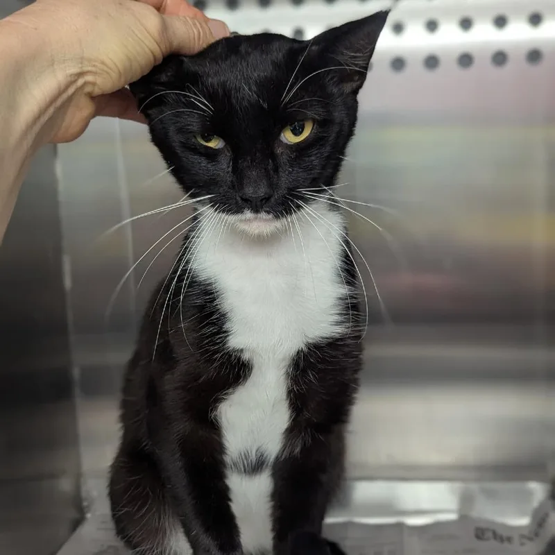 An adult large-sized male Black Domestic Short Hair cat named Jackson Houston for adoption in Denver, CO