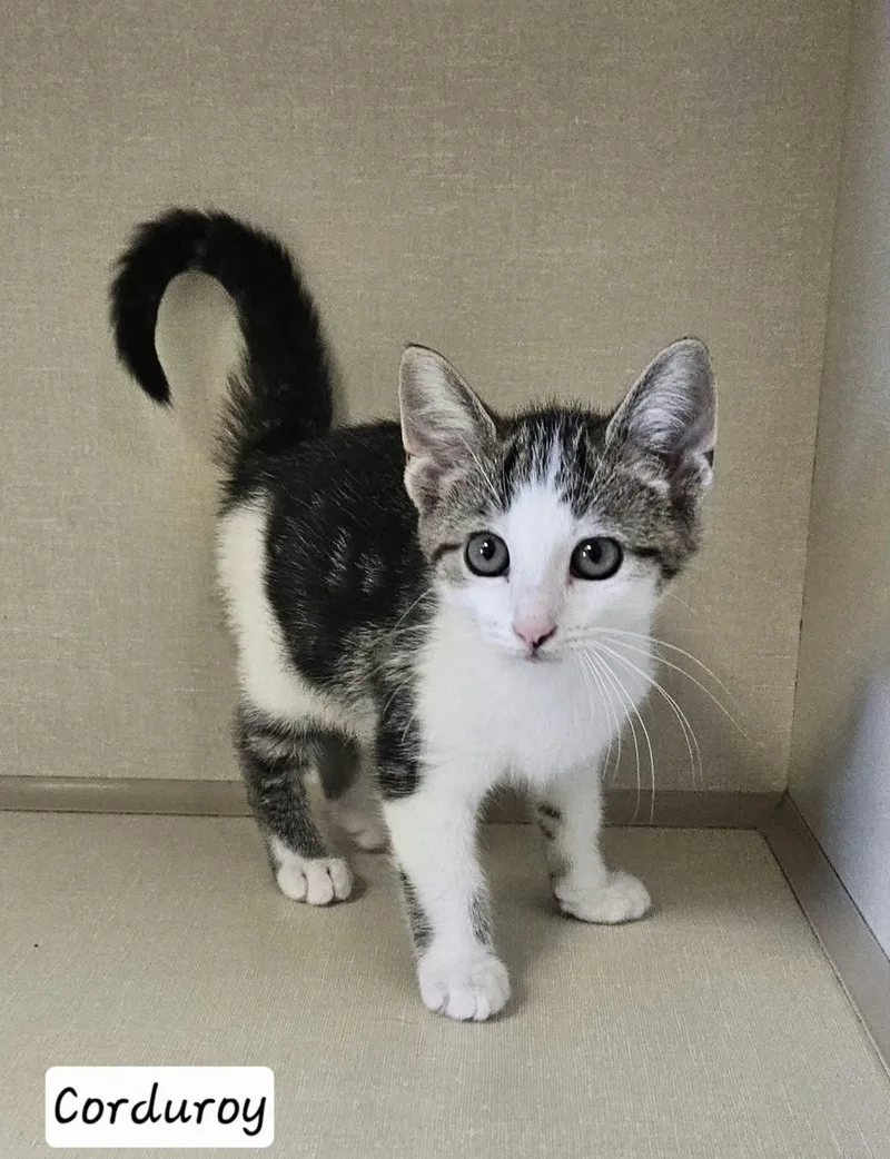 A baby medium-sized male Tabby (Gray / Blue / Silver) Domestic Short Hair cat named Corduroy for adoption in Wapakoneta, OH