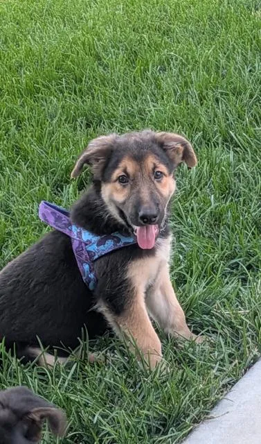 Stella Lou
