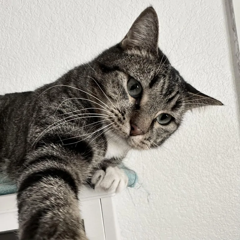 An adult medium-sized male Brown / Chocolate Domestic Short Hair cat named Ollie for adoption in Fort Worth, TX