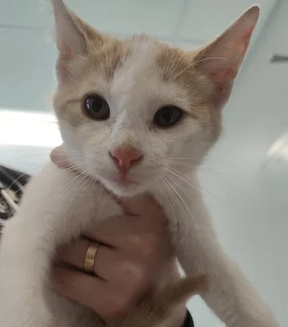 A young small-sized male Domestic Short Hair cat named Archer for adoption in Lafayette, IN