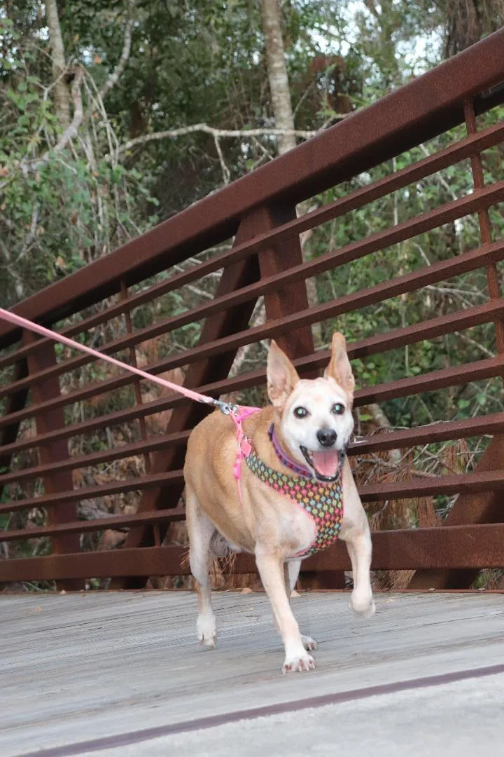 An adult medium-sized female Apricot / Beige Terrier dog named Mazie for adoption in Humble, TX