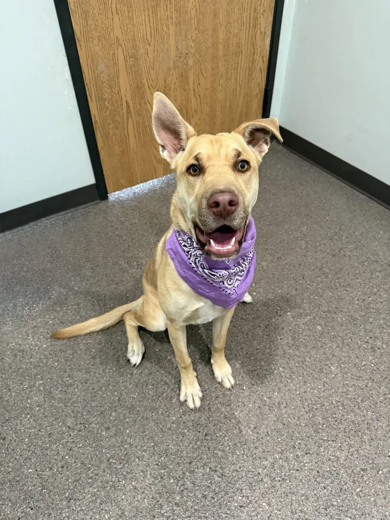 A young large-sized female Golden Mixed Breed dog named Ginger for adoption in Sault Sainte Marie, MI