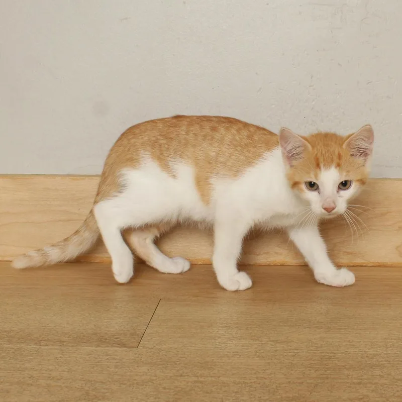 A baby small-sized male Orange / Red Domestic Short Hair cat named Forrest C for adoption in Minnetonka, MN