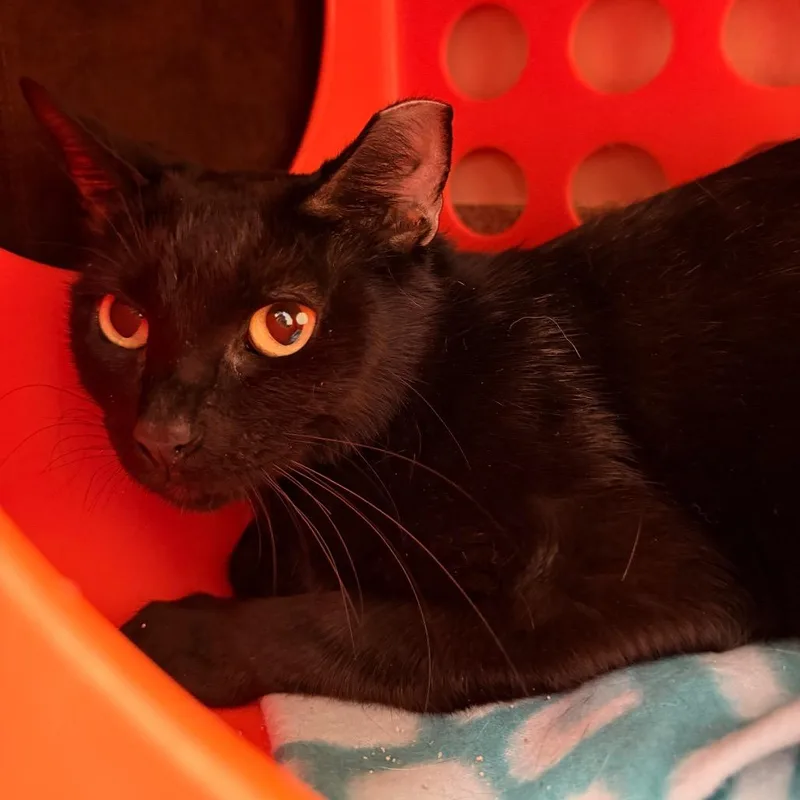A young medium-sized female Black Domestic Short Hair cat named Faucet for adoption in Gainesville, FL