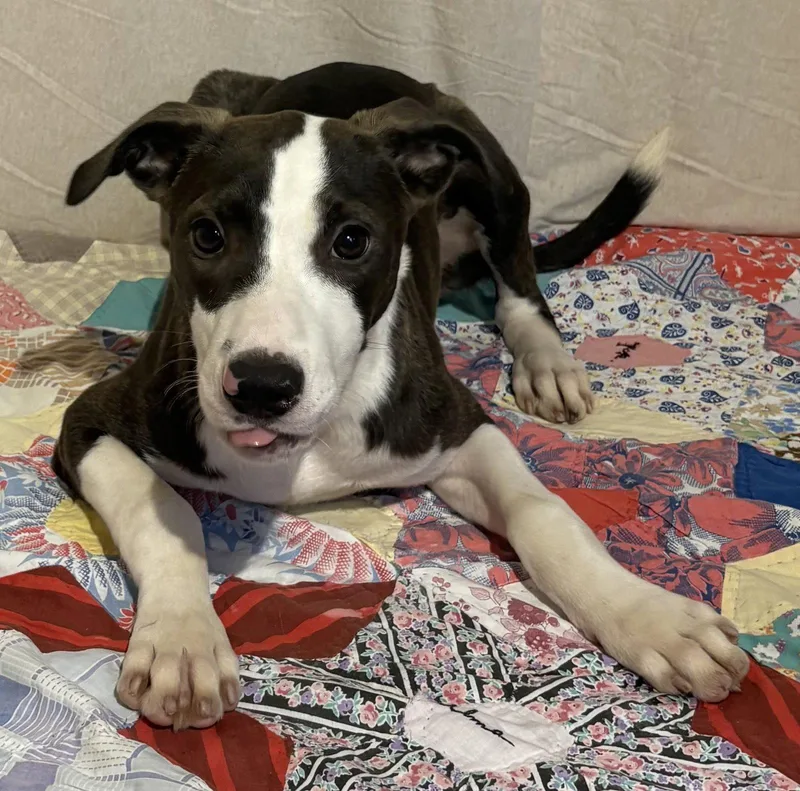 A young large-sized female Pit Bull Terrier dog named Cindy Lou for adoption in Wetumpka, AL