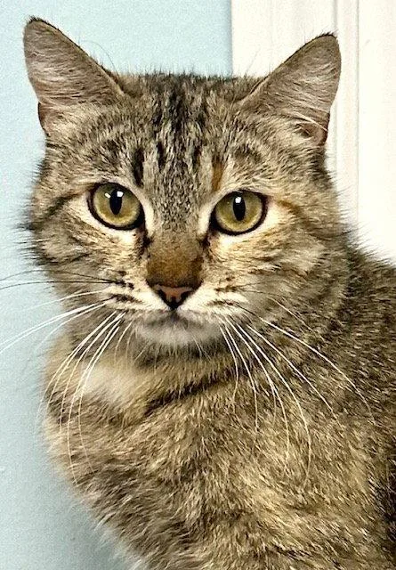 A young medium-sized female Domestic Short Hair cat named Iris for adoption in West Hills, CA