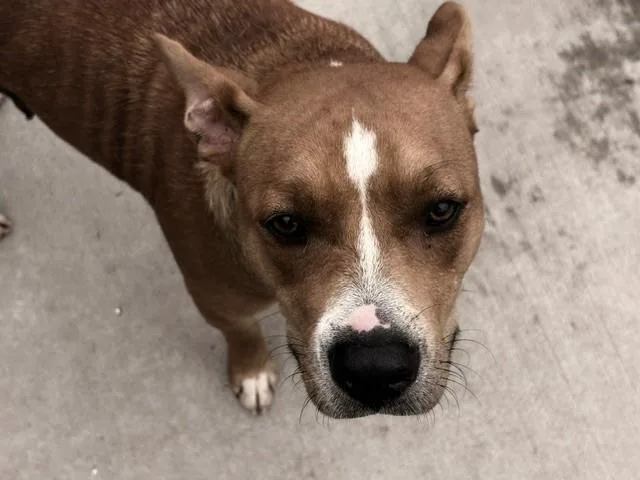 A young large-sized female Pit Bull Terrier dog named Trixie for adoption in Tulsa, OK