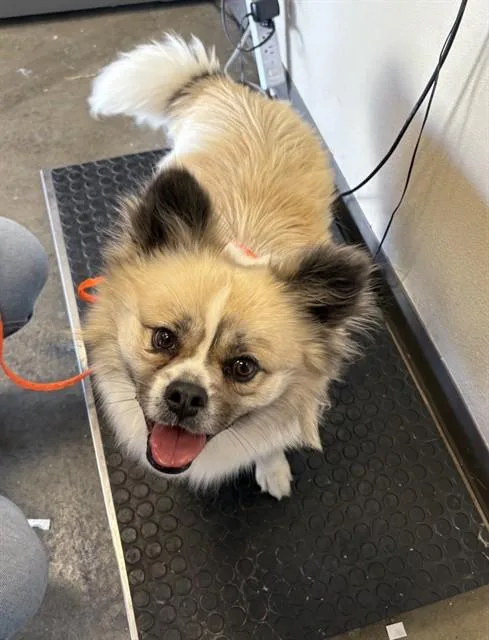 A young small-sized male Pekingese dog named Gandalf for adoption in Ontario, CA