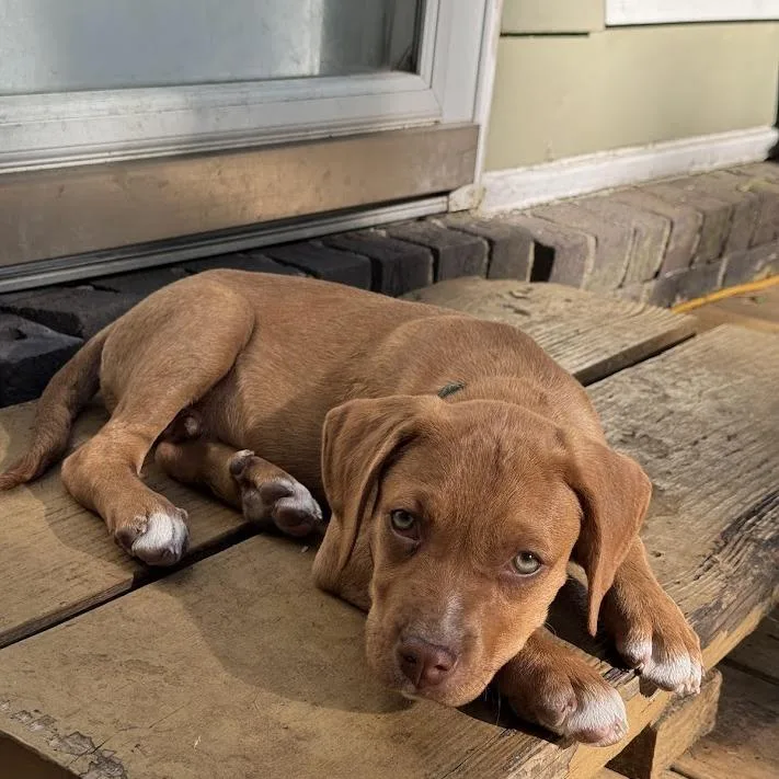 Sir Hopsalot thumbnail 6