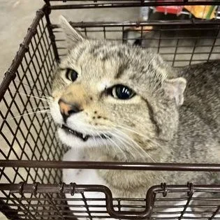 An adult medium-sized male Gray / Blue / Silver Domestic Short Hair cat named Kodiak for adoption in Rapid City, SD