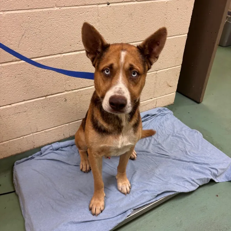 An adult medium-sized male Yellow / Tan / Blond / Fawn Mixed Breed dog named Scout for adoption in Memphis, TN