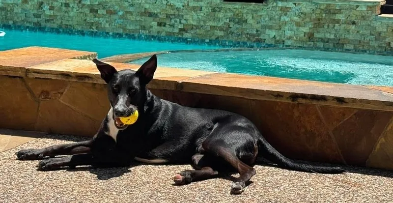 A young medium-sized male Tricolor (Brown, Black, & White) Labrador Retriever dog named Stanley for adoption in Richmond, TX