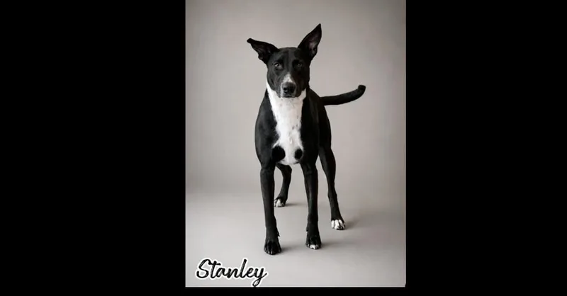 Stanley thumbnail 3