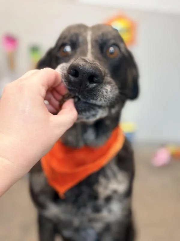 A senior large-sized male Catahoula Leopard Dog dog named Festival for adoption in Lafayette, LA