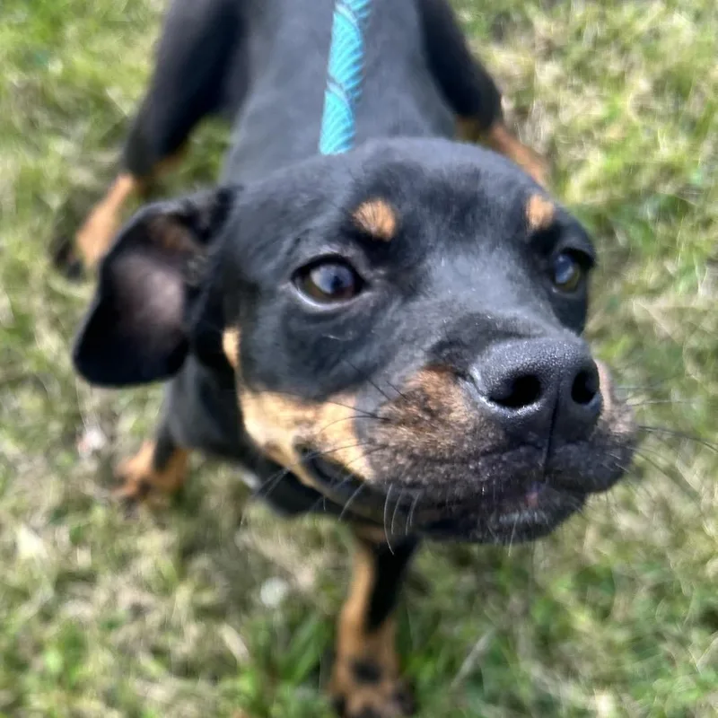A young small-sized female Black Mixed Breed dog named Saffron for adoption in Uniontown, PA