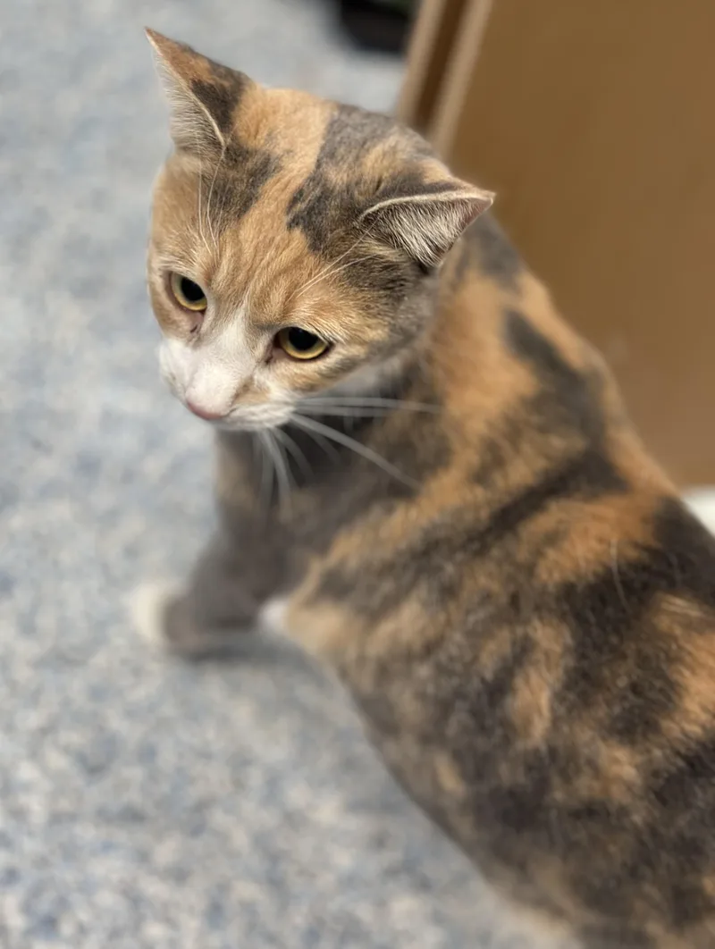 An adult medium-sized female Domestic Short Hair cat named Sandy for adoption in Stafford, VA