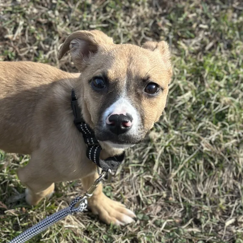 A young small-sized male Brown / Chocolate Mixed Breed dog named Cheddar for adoption in Hinsdale, IL