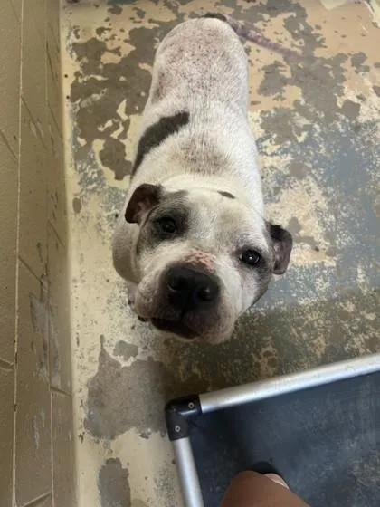 An adult medium-sized female Pit Bull Terrier dog named Vista for adoption in West Memphis, AR