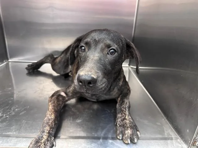 A young medium-sized female Labrador Retriever dog named Bambi for adoption in Tucson, AZ