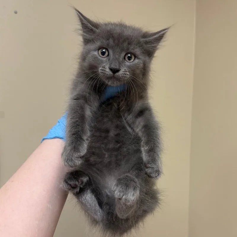 Cosmo