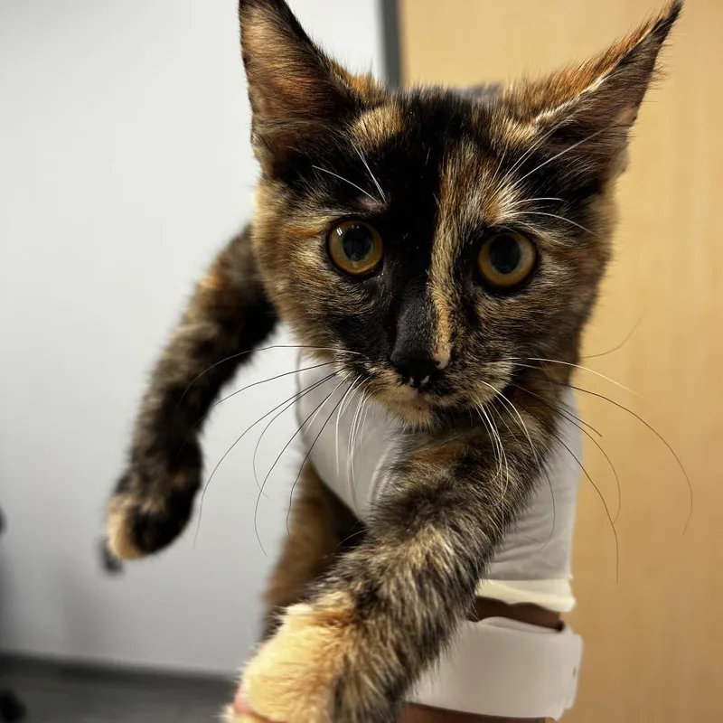 A baby small-sized female Tortoiseshell Domestic Short Hair cat named Hope for adoption in Jacksonville, FL