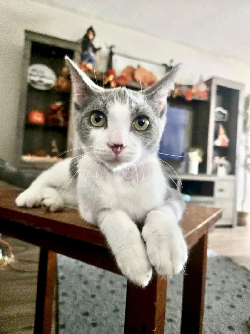 A baby medium-sized male Gray & White Domestic Short Hair cat named Stewart for adoption in Harrisburg, PA