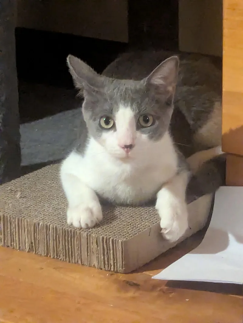 Stewart thumbnail 2