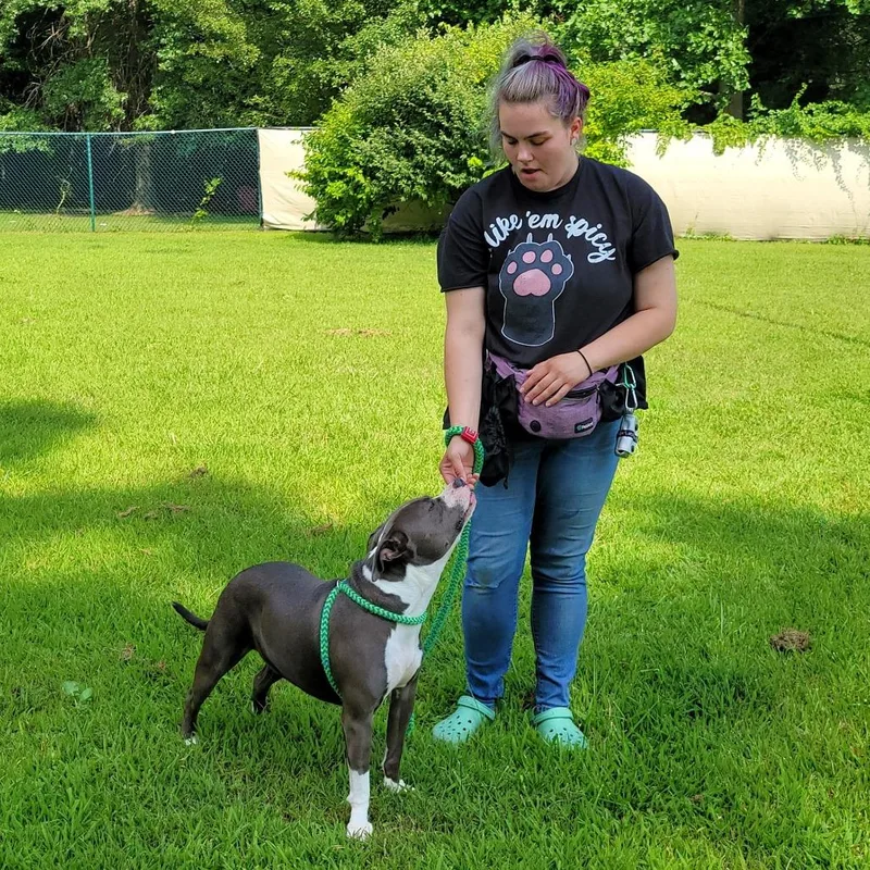 An adult medium-sized female Gray / Blue / Silver Pit Bull Terrier dog named Pearl for adoption in Michigan City, IN