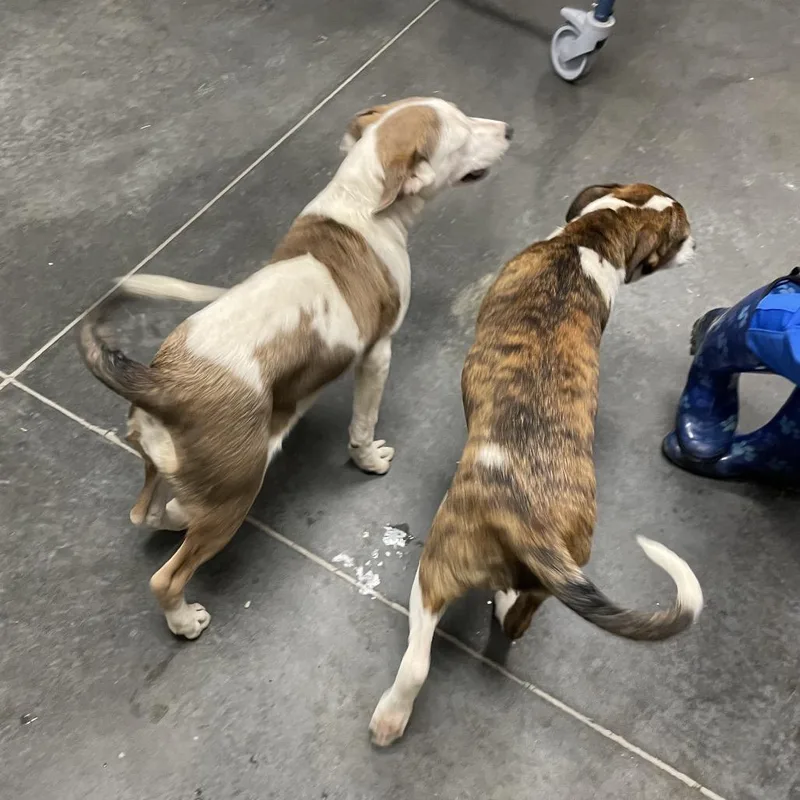 A baby medium-sized female White / Cream Mixed Breed dog named Lumi for adoption in Dickinson, TX